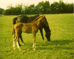 dressage horse Archangel (Hanoverian, 1999, from Alabaster)