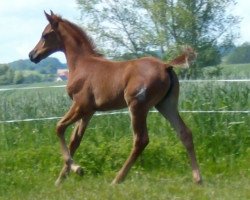 Pferd Miss La Donna K (Kleines deutsches Reitpferd, 2010, von Morjan)