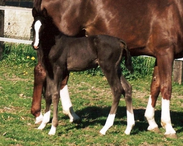 horse Guiliano (Hanoverian,  , from Glorieux)