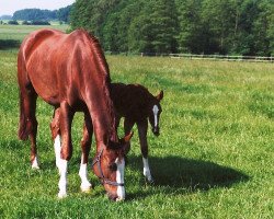 broodmare Deltara (Hanoverian, 1989, from Dynamo)