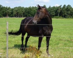 broodmare Dorina (Hanoverian, 1997, from Don Primero)