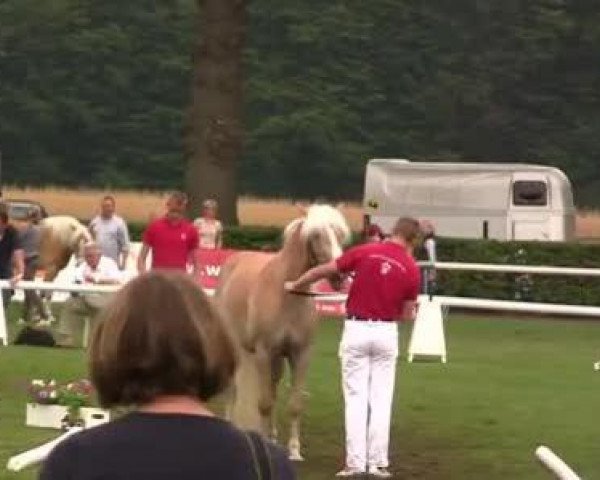 broodmare Wajana (Haflinger, 2009, from Wunderknabe)