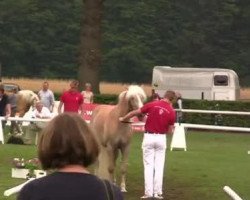 broodmare Wajana (Haflinger, 2009, from Wunderknabe)