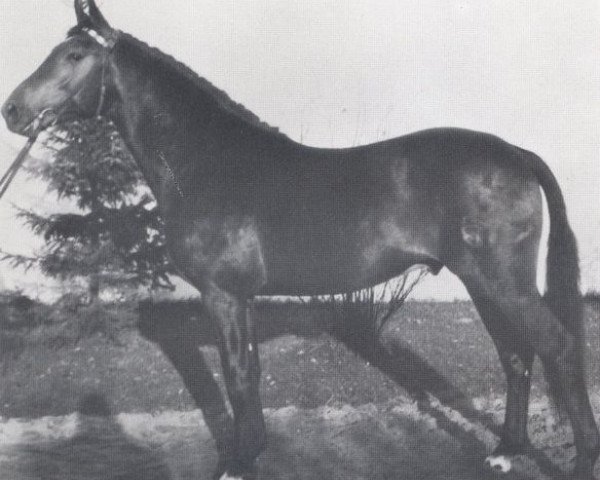 stallion Landvogt (Holsteiner, 1966, from Ladykiller xx)