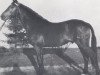 stallion Landvogt (Holsteiner, 1966, from Ladykiller xx)