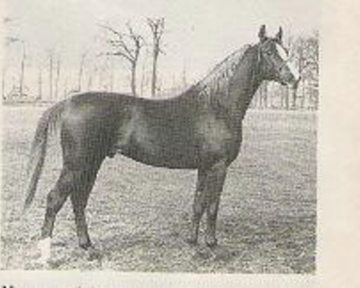 stallion Netron ox (Arabian purebred, 1982, from Abdullah 1975 ox)