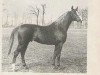 stallion Netron ox (Arabian thoroughbred, 1982, from Abdullah 1975 ox)
