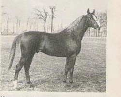 stallion Netron ox (Arabian thoroughbred, 1982, from Abdullah 1975 ox)