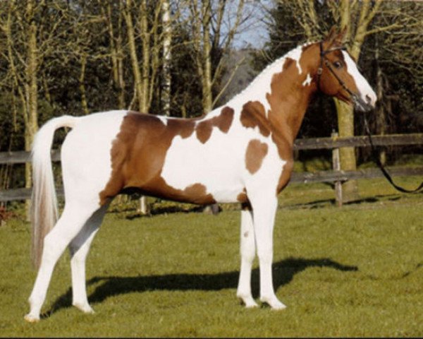 stallion Neron (Arab half breed / Partbred, 1988, from Netron ox)
