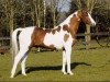 stallion Neron (Arab half breed / Partbred, 1988, from Netron ox)