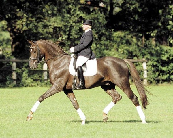 stallion Royal Hit (Oldenburg, 2000, from Royal Dance)