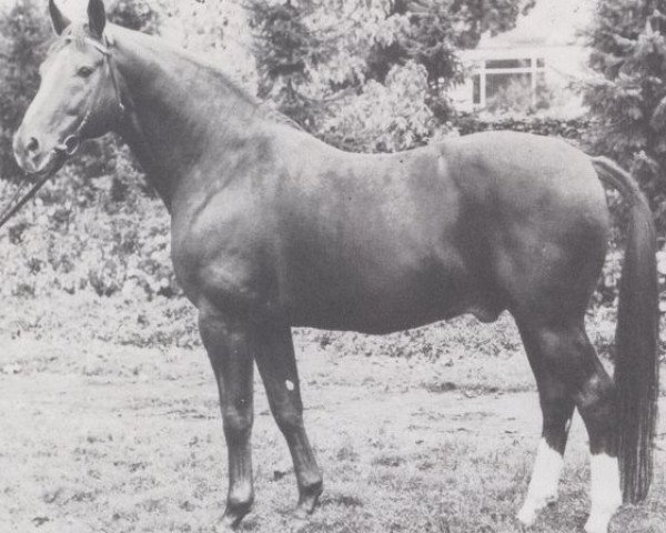 stallion Lancelot (Hanoverian, 1968, from Lukas)