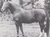 stallion Lancelot (Hanoverian, 1968, from Lukas)