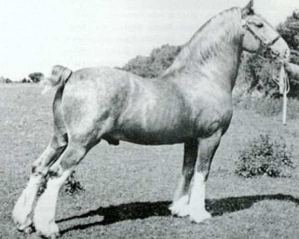 stallion Brenin Gwalia (Welsh-Cob (Sek. C), 1934, from Gwalia Victor)