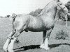 stallion Brenin Gwalia (Welsh-Cob (Sek. C), 1934, from Gwalia Victor)