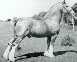 Deckhengst Brenin Gwalia (Welsh-Cob (Sek. C), 1934, von Gwalia Victor)