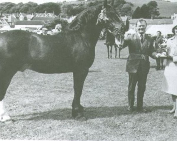 stallion Rhosfarch Frenin (Welsh-Cob (Sek. D), 1961, from Brenin Gwalia)