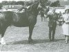 stallion Rhosfarch Frenin (Welsh-Cob (Sek. D), 1961, from Brenin Gwalia)