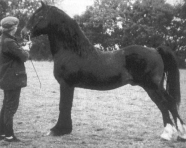 stallion Ebbw Prince (Welsh-Cob (Sek. D), 1972, from Rhosfarch Frenin)