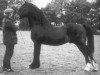 stallion Ebbw Prince (Welsh-Cob (Sek. D), 1972, from Rhosfarch Frenin)