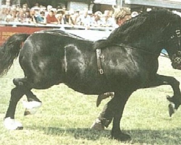 stallion Ebbw Victor (Welsh-Cob (Sek. D), 1979, from Ebbw Prince)