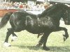 stallion Ebbw Victor (Welsh-Cob (Sek. D), 1979, from Ebbw Prince)