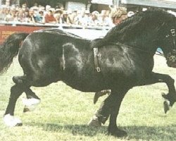 Deckhengst Ebbw Victor (Welsh-Cob (Sek. D), 1979, von Ebbw Prince)