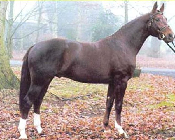 stallion Werther's As (Hanoverian, 1994, from Werther)