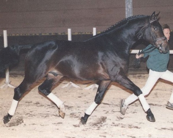 stallion Abisko (Trakehner, 1987, from Sokrates)