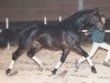 stallion Abisko (Trakehner, 1987, from Sokrates)