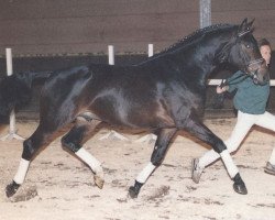 stallion Abisko (Trakehner, 1987, from Sokrates)