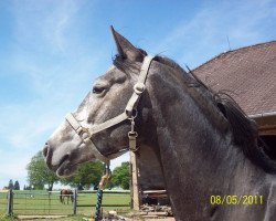 broodmare Celebrations (Westphalian, 2006, from Chalan)