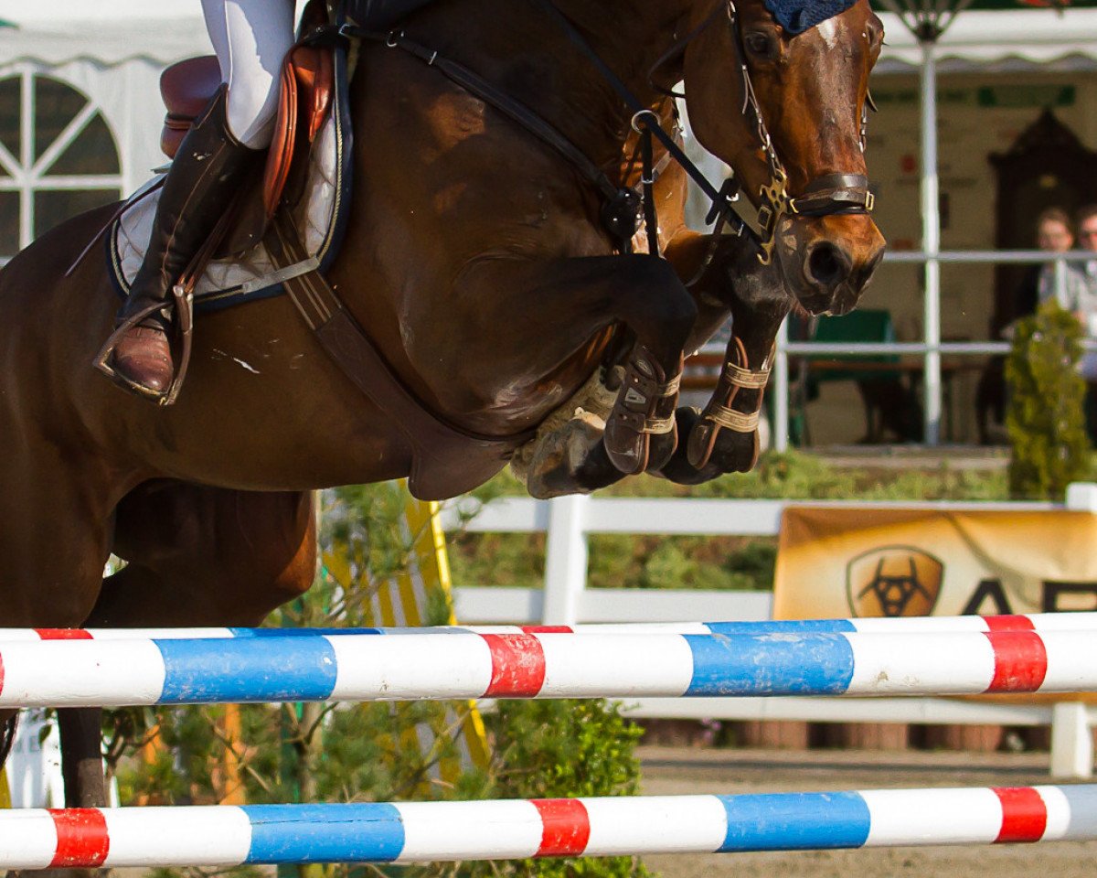 Springpferd Cornelis 4 (Zangersheide Reitpferd, 2002, von Canabis Z)