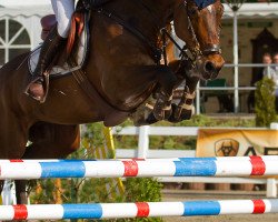 jumper Cornelis 4 (Zangersheide riding horse, 2002, from Canabis Z)