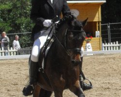 dressage horse Oak Tree Daiquiri (Dartmoor Pony, 2004, from Cawsand Thunder)