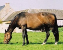 Zuchtstute Erminette III (Selle Français, 1992, von Jalisco B)