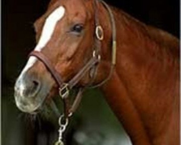 broodmare Secrettame xx (Thoroughbred, 1978, from Secretariat xx)