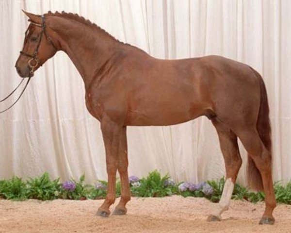 stallion Lambrusco Ask (Oldenburg, 1996, from Landor S)