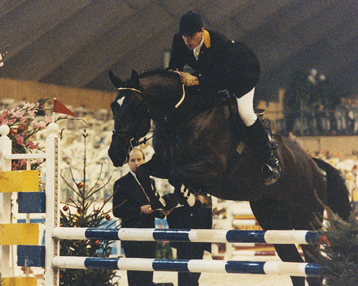 Deckhengst Kimball (Belgisches Warmblut, 1987, von Darco)