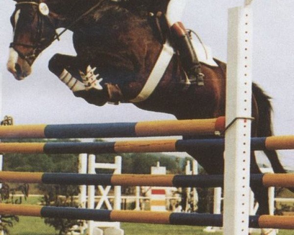 stallion Grundsee (Hanoverian, 1982, from Grundstein I)