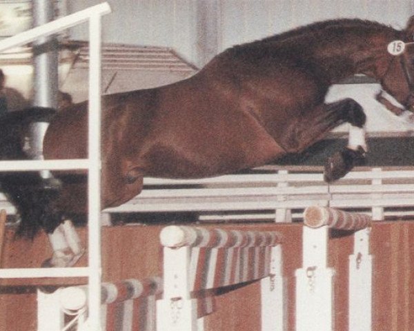 stallion Aufstieg (Hanoverian, 1982, from Absatz)