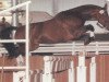stallion Aufstieg (Hanoverian, 1982, from Absatz)
