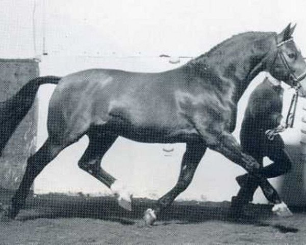 stallion Ricardo (Holsteiner, 1975, from Ronald)
