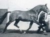 stallion Ricardo (Holsteiner, 1975, from Ronald)