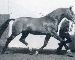 stallion Ricardo (Holsteiner, 1975, from Ronald)