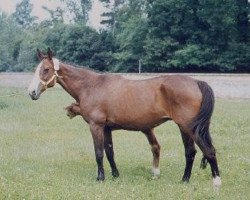 Zuchtstute Tanagra (Holsteiner, 1981, von Cor de la Bryère)