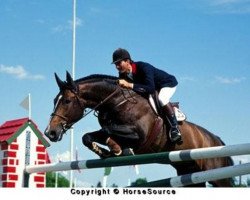 stallion Quito de Baussy (Selle Français, 1982, from Jalisco B)