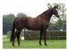 broodmare Ne Me Quitte Pa (Oldenburg, 1992, from Quito de Baussy)