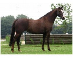 broodmare Ne Me Quitte Pa (Oldenburg, 1992, from Quito de Baussy)