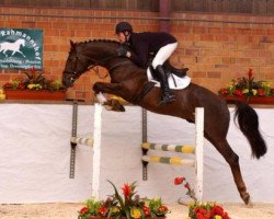 stallion Baquito (Belgian Warmblood, 2002, from Baloubet du Rouet)